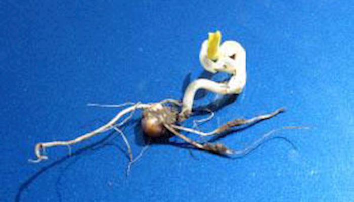 Cold, wet conditions can affect seedling germination