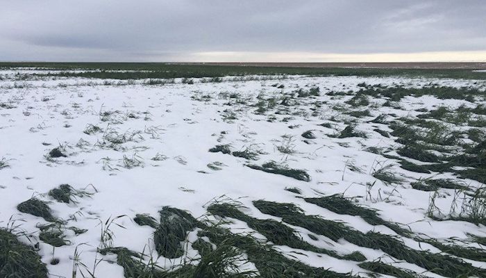 Too early to determine wheat losses from snow