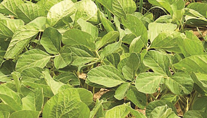 Central Iowa 2017 Crop Soybean Prices