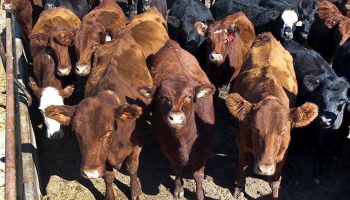 Iowa Commodity Prices - May 17, 2017