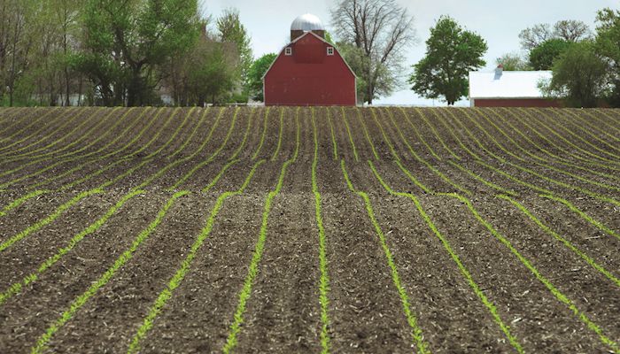 Early season evaluation of corn emergence, replant considerations