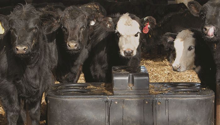 Cattle inventories larger than expected, report shows