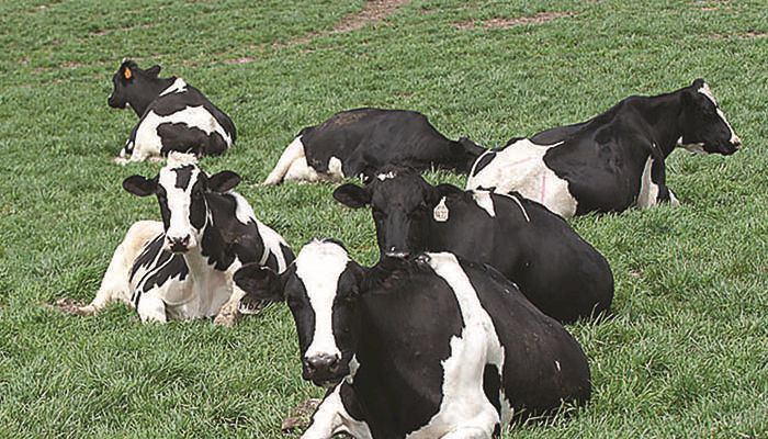 Dairy leaders look for solutions as MPP enrollment falls