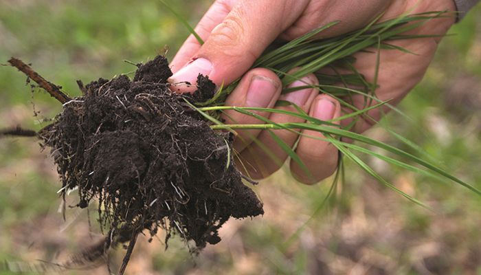 Armyworms migrate into corn fields