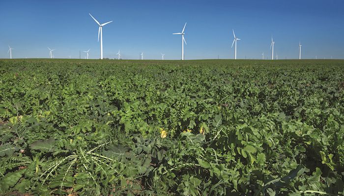 Cover crop acreage is on the rise in Iowa