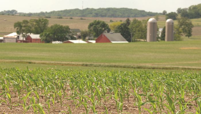 Tips for managing nutrient deficiencies in corn