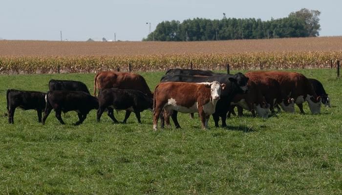 Good news for ag grads and kids in cow suits