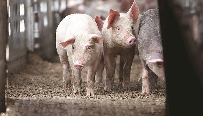 Pork exports remain robust despite uncertainty in China