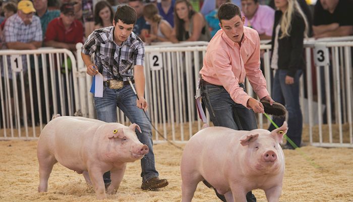 Hog profits forecast as consumers rediscover taste for pork