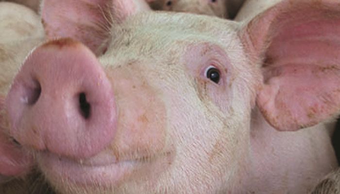 Iowa State University to host Iowa Swine Day on June 29