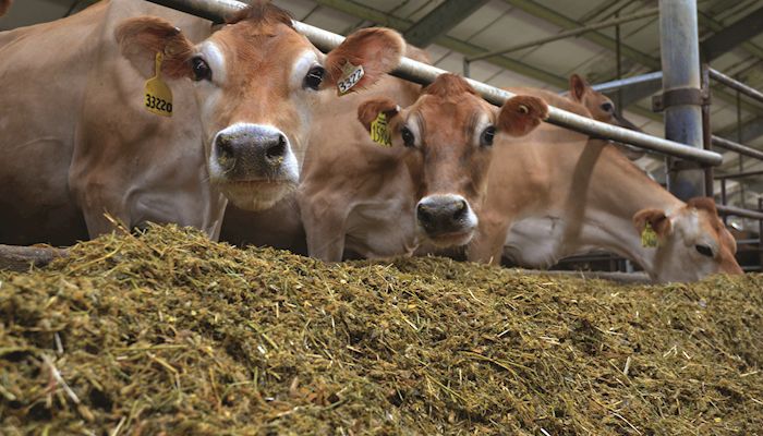 Nutrition room, Hall of Breeds unveiled at dairy center