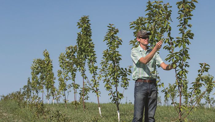 SE Iowa farmer diversifies by starting an orchard