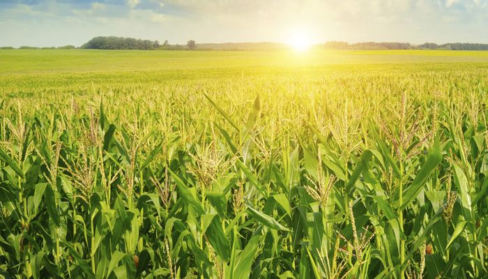 Corn
