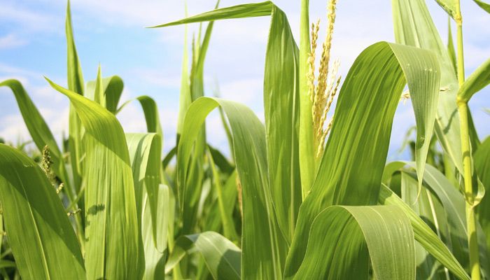 Corn