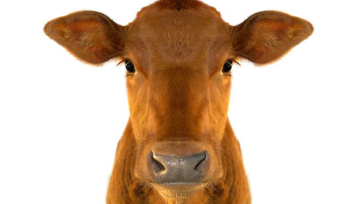 brown cow