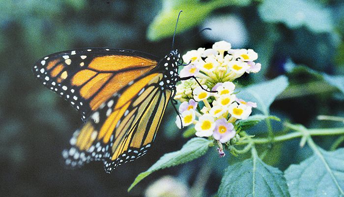 Iowa efforts aid monarch butterfly