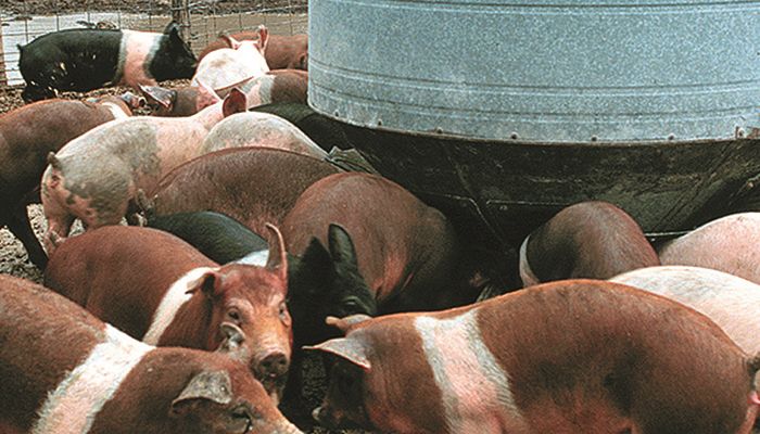 Weather could affect feed prices, pork outlook
