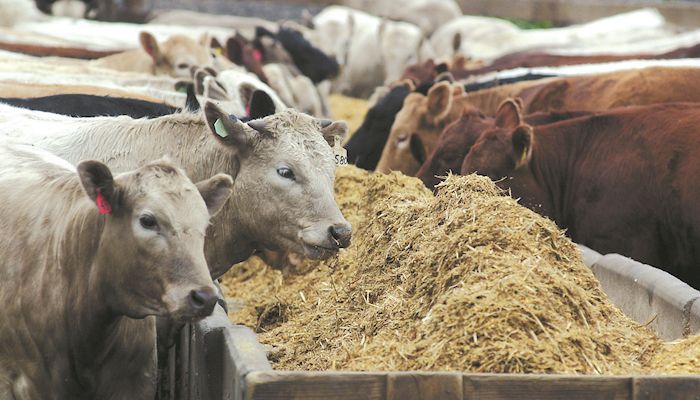 U.S. cattle herd expanding, USDA says
