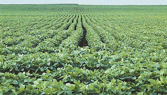 Iowa’s experience with off-target dicamba injury