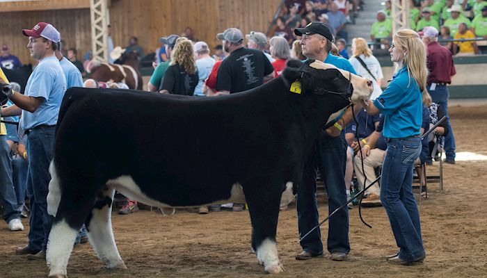 Farm Bureau set to compete in the 2017 Governors Charity Steer Show