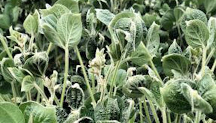 Off-target dicamba injury complaints increase