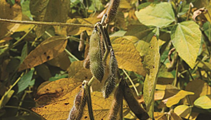 ‘Alarming trend’ of SCN resistance breakdown in soybeans