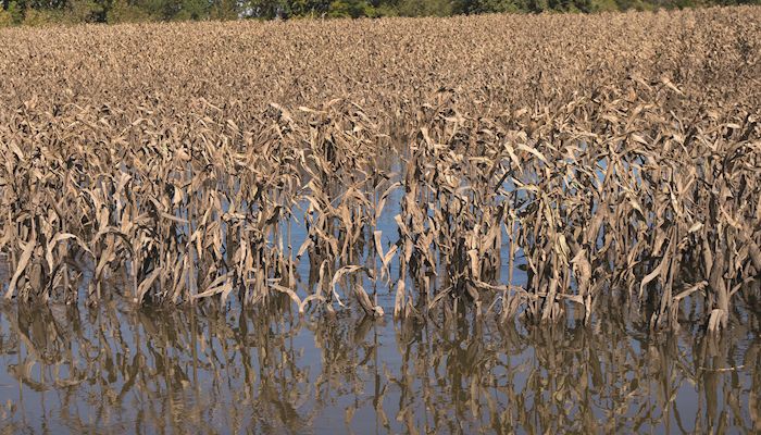 Flooding overwhelms conservation efforts