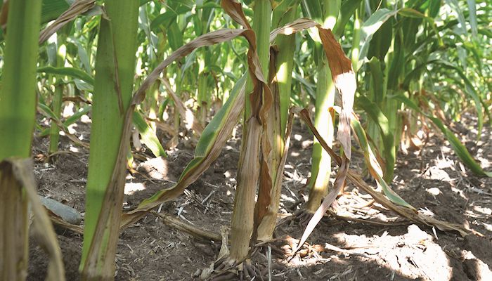 Dry conditions grip parts of Iowa, farmers see yield losses