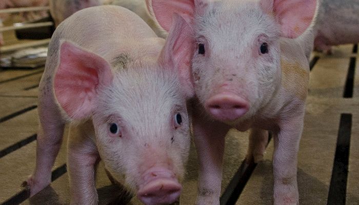 Iowa benefits from the state’s agricultural balance