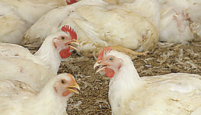 South Korea lifts ban on U.S. poultry