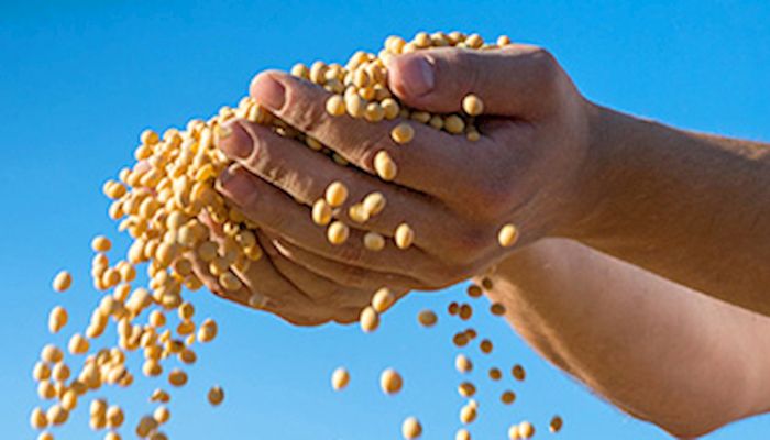 Growers like the profit potential of planting high oleic soybeans,  end users like their performance 
