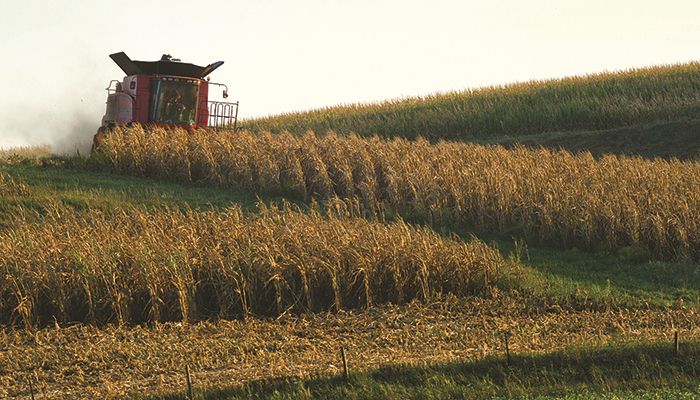 Pre-harvest is a good time to scout for insects, diseases