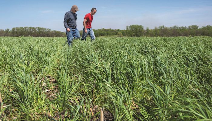 Cover crop gains are expected to emerge over time