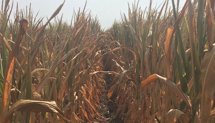 Farm Journal crop tour finds lower yield potential