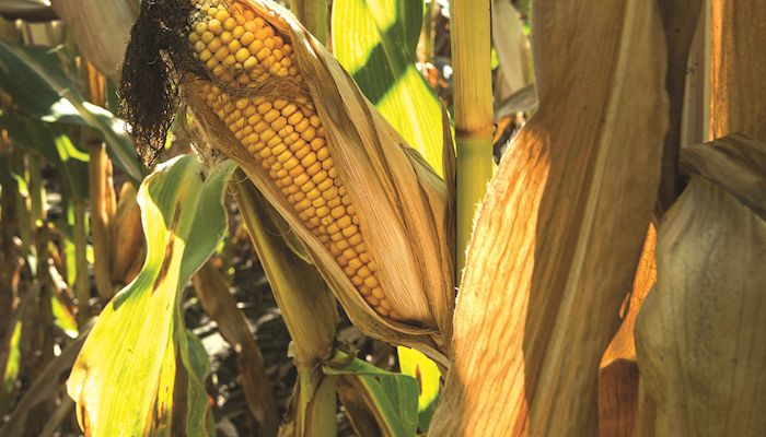 Corn Strategy - Sept. 13, 2017
