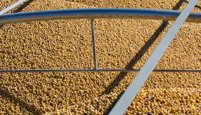 Timely harvesting helps maximize soybean yields