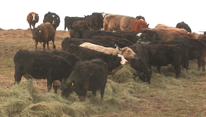 Weather problems raise concerns about winter forage supply