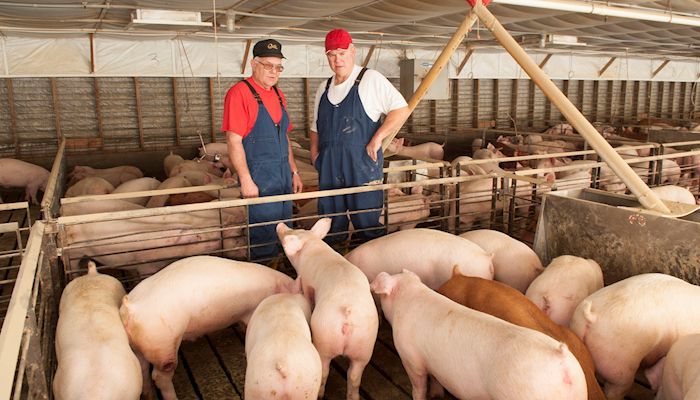 Study highlights ways to improve nutrient rations in pig diets