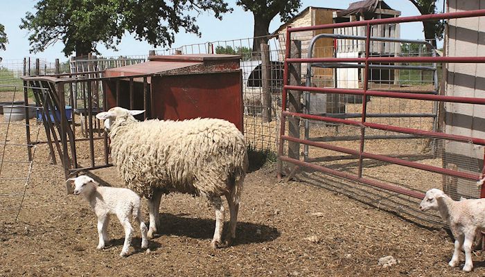 Western Iowa farm focused on goat and sheep cheeses