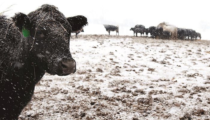 Livestock raisers preparing for the onset of colder weather  