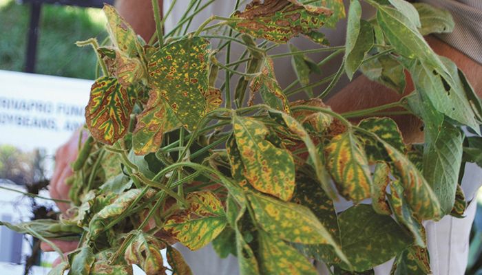 Fall best time to sample for soybean cyst nematode