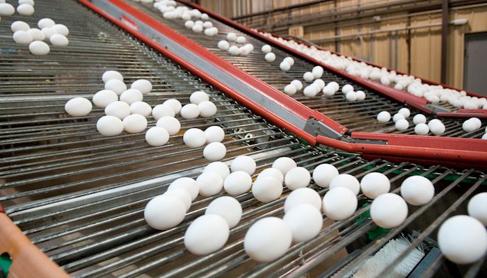 Study finds higher egg prices from California law