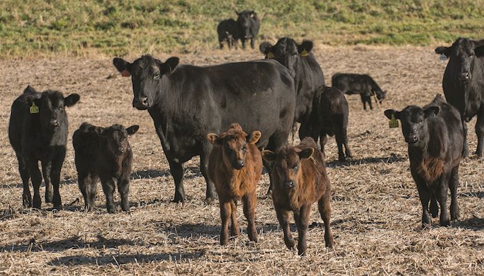 Cattle placements  larger than expected