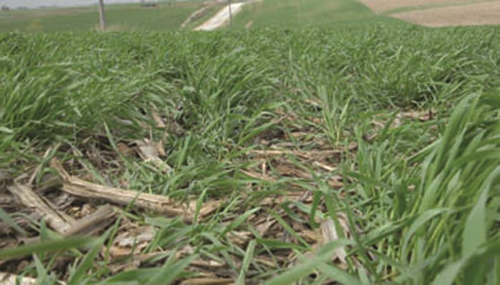 Deadline extended on cover crop program