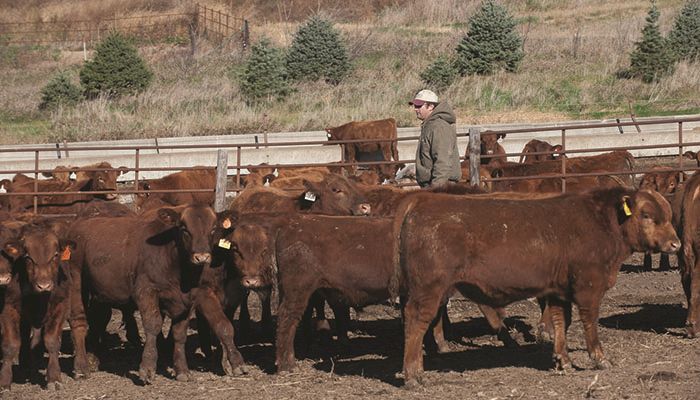 EPA releases guidelines on livestock farm air emissions