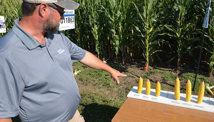 Agronomists offer tips for selecting corn hybrid winners