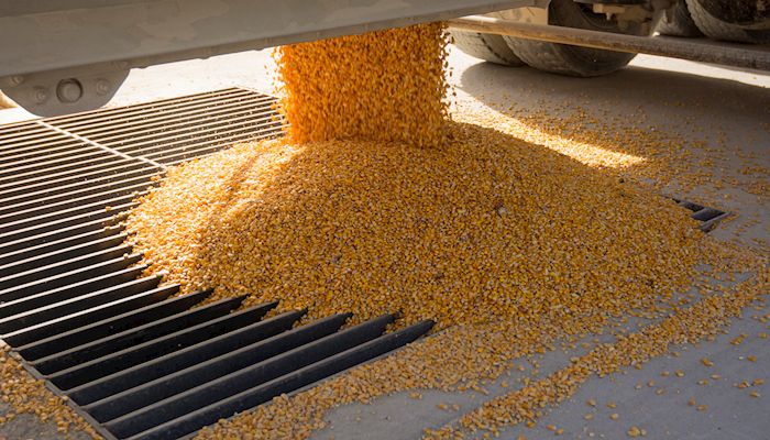 Corn yield almost defies belief