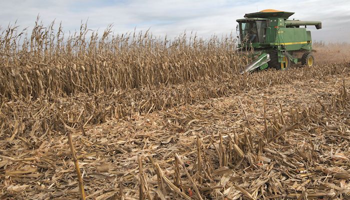 Corn yields remain strong as harvest winds down