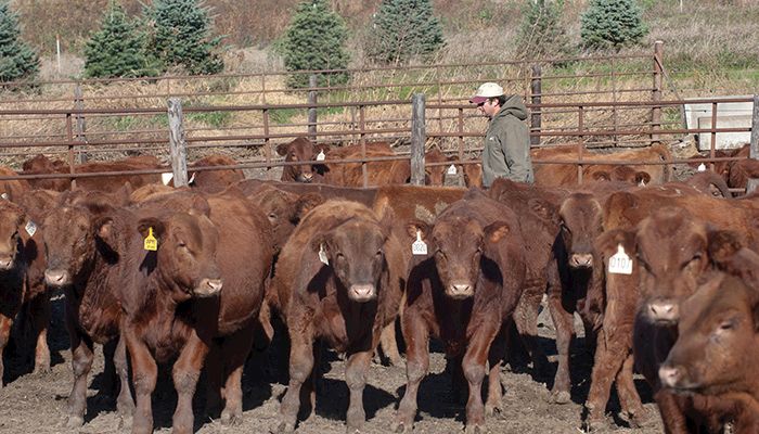Cattle placements jump 10 percent, USDA says