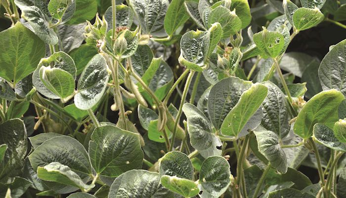 Dicamba crop injury poses challenges for 2018